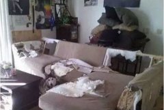 如何阻止狗狗亂咬家具？