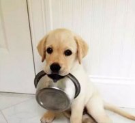 狗狗好像一直吃不飽，需要加餐嗎？