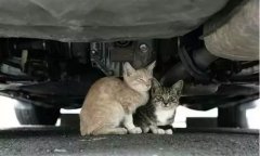 天冷了，開車前記得先喚醒它們！