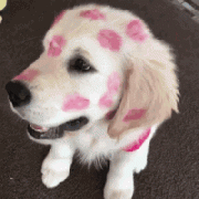 我家狗，在外面有人了！