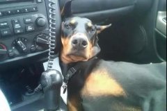 開車載狗雖拉風，背后的安全隱患你又知多少？