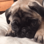 狗狗的一封道歉信，看完我哭了......