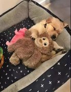 這幾件事你可能經常做，但是卻不知道傷了狗狗