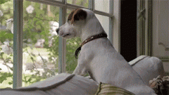 狗狗的十個有趣的小心思，你可一定要知道！