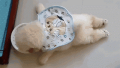 狗狗懶出新境界，只有你想不到，沒有它們做不