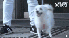 狗，真是人類最好的朋友嗎？