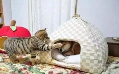 年年被搶窩，次次都慫成狗！可啥時候是個頭啊