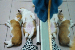 養柯基一定要同時養兩只！華興寵物食品