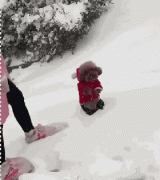 當南方狗到了北方后...笑瘋了！