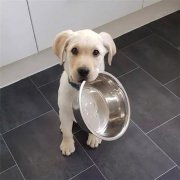 到了飯點不喂狗，你可知道后果的嚴重性？