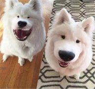 丑了2018一整年，2019狗狗真的太想變漂亮了！