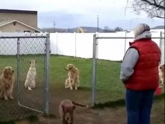 狗子鬧脾氣，就跟小媳婦一毛一樣！