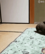 你家狗有什么過人技能？網友：我家狗會擦地板