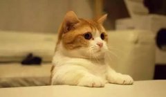 貓這種動物，一旦碰上，就再也戒不了了 華興寵