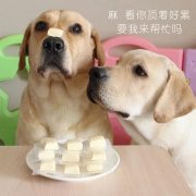 狗狗是否需要補鈣？補鈣應注意什么？ 華興寵物