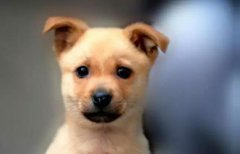 小土狗，也很可愛呀！