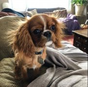 狗狗冬季毛發打結，如何正確洗澡！