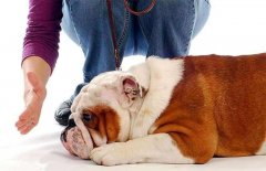 狗狗被主人打后會(huì)存有報(bào)復(fù)寵主嗎？