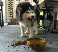 這些錯(cuò)誤喂食習(xí)慣，別再犯了  華興寵物食品