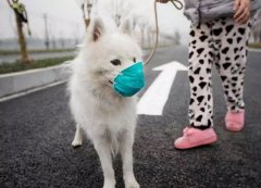 疫情下，如何保證寵物的安全？