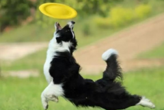 狗狗春季掉毛持續(xù)多久？如何改善愛(ài)寵的被毛？