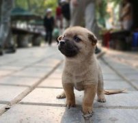 小奶狗剛到家一直叫怎么辦？