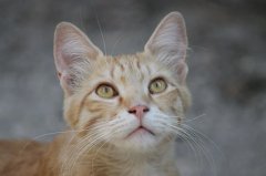 流浪貓可以帶回家養(yǎng)嗎？怎么把流浪貓帶回家養(yǎng)？