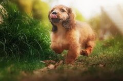 帶狗出門的五大注意事項(xiàng)，做個(gè)合格的養(yǎng)犬人