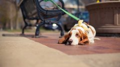 天氣熱了，寵主們請停止對狗狗的傷害！