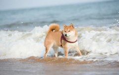 夏季遛狗，要避開這四種不良行為，你別不知道