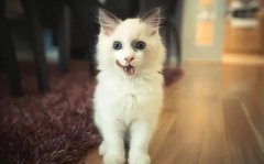 只需看這幾點，就能判斷貓咪熱不熱