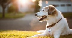 合理喂養寵物狗有技巧，你知道嗎? 華興寵物食品