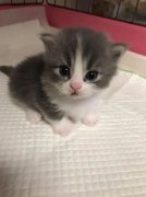 你家的貓咪多大了你知道嗎？