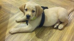 注意！狗狗的這些動作不是撒嬌，而是求助！