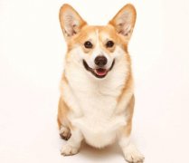 小型犬有非常特殊的需求需要特別照顧,你知道嗎？