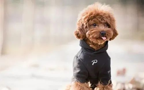 養狗，這些“低級錯誤”千萬不能犯！