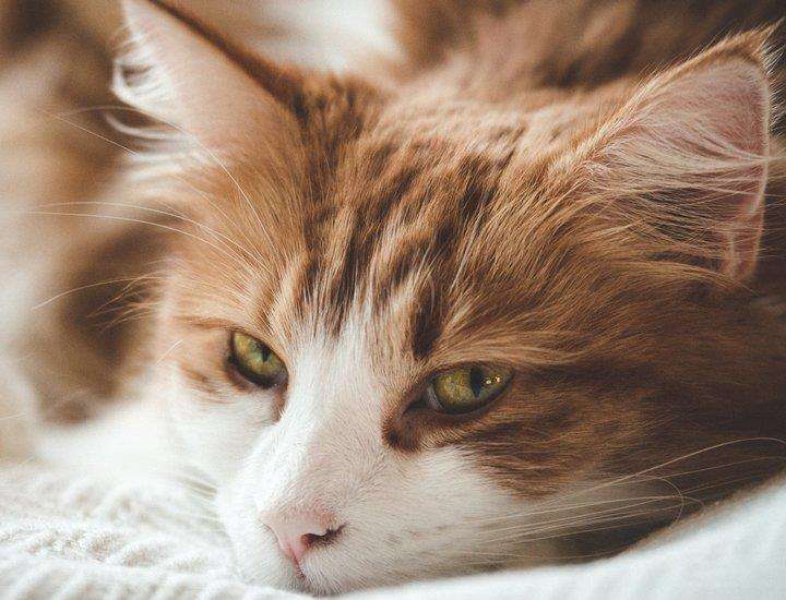 面對壞脾氣的貓咪我們該怎么辦呢？