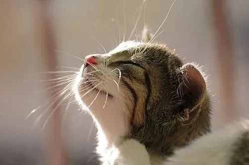 養貓忠告：這3件事一定要做，還有3件事千萬不要做！